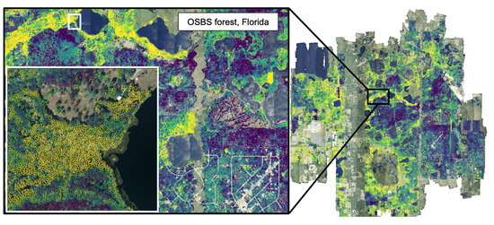 Individual tree crowns leaf traits from remote sensing